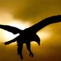 El águila, simbolo de la conciencia suprema