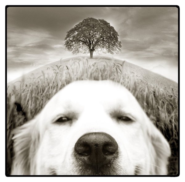 Las mascotas son maestros